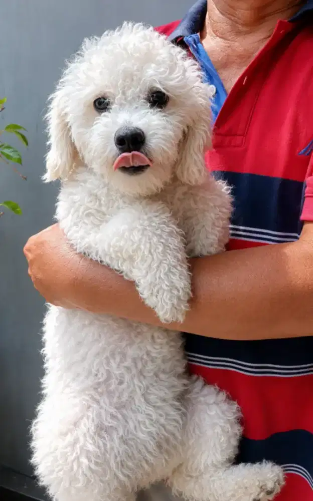 Poodle betina non stb