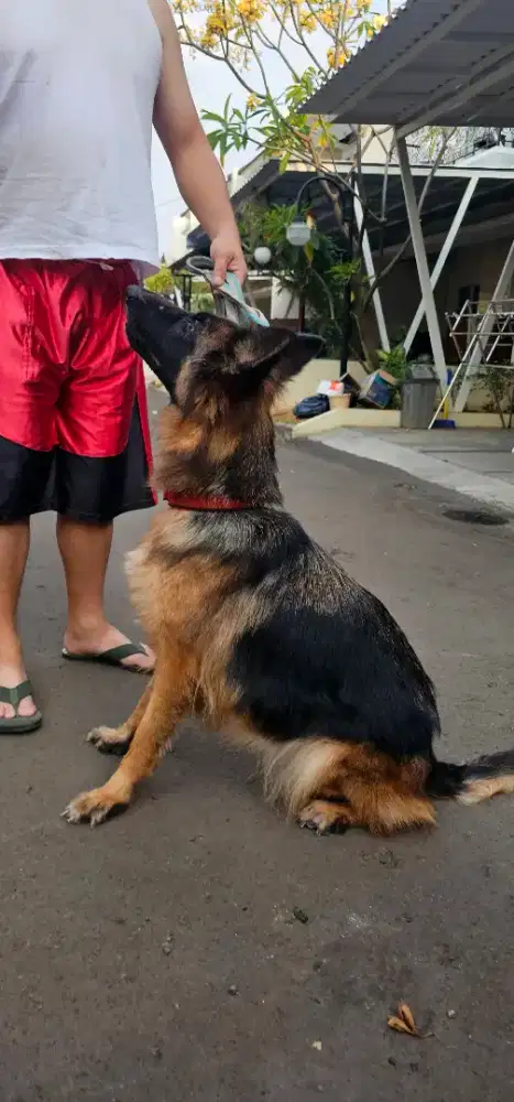 Jual anjing herder betina