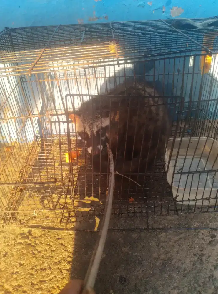 anakan musang pandan