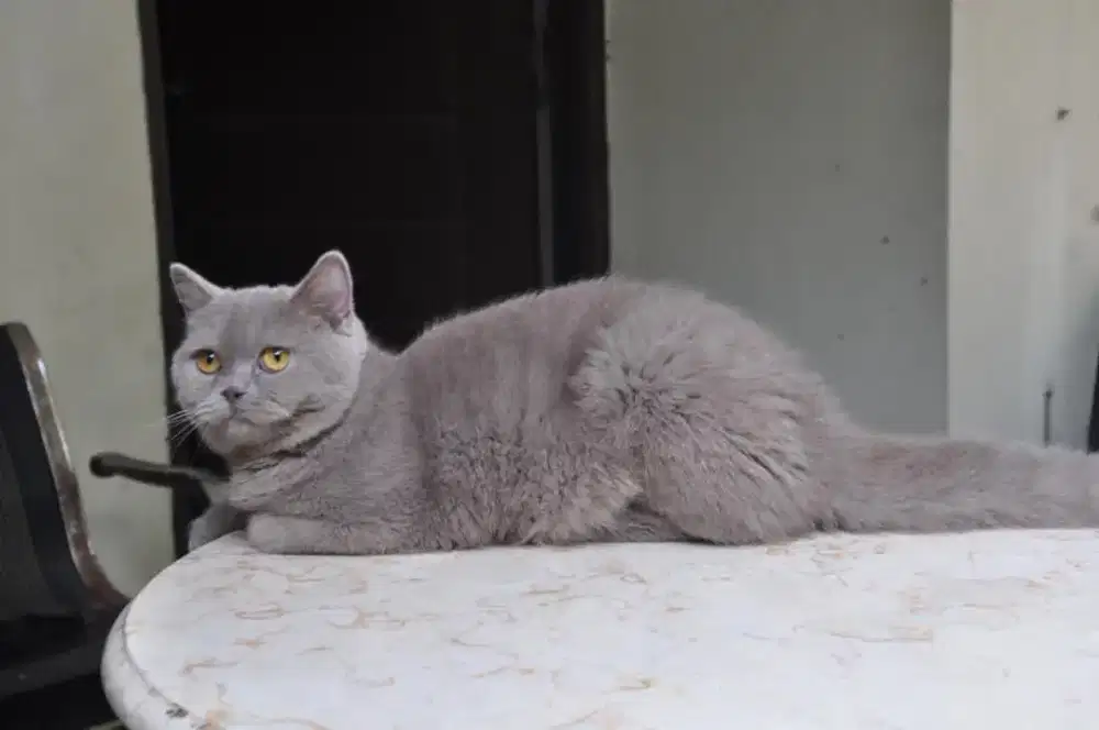 Bsh lilac betina