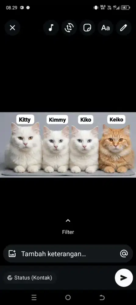 Kucing & Kandang Catroom Jumbo