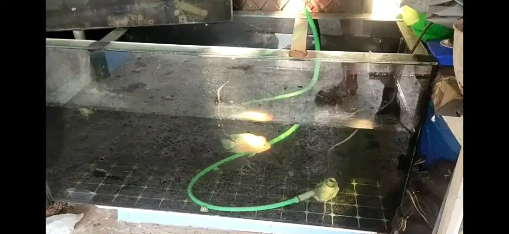 jual ikan louhan mutiara cacing dan aquriumnya