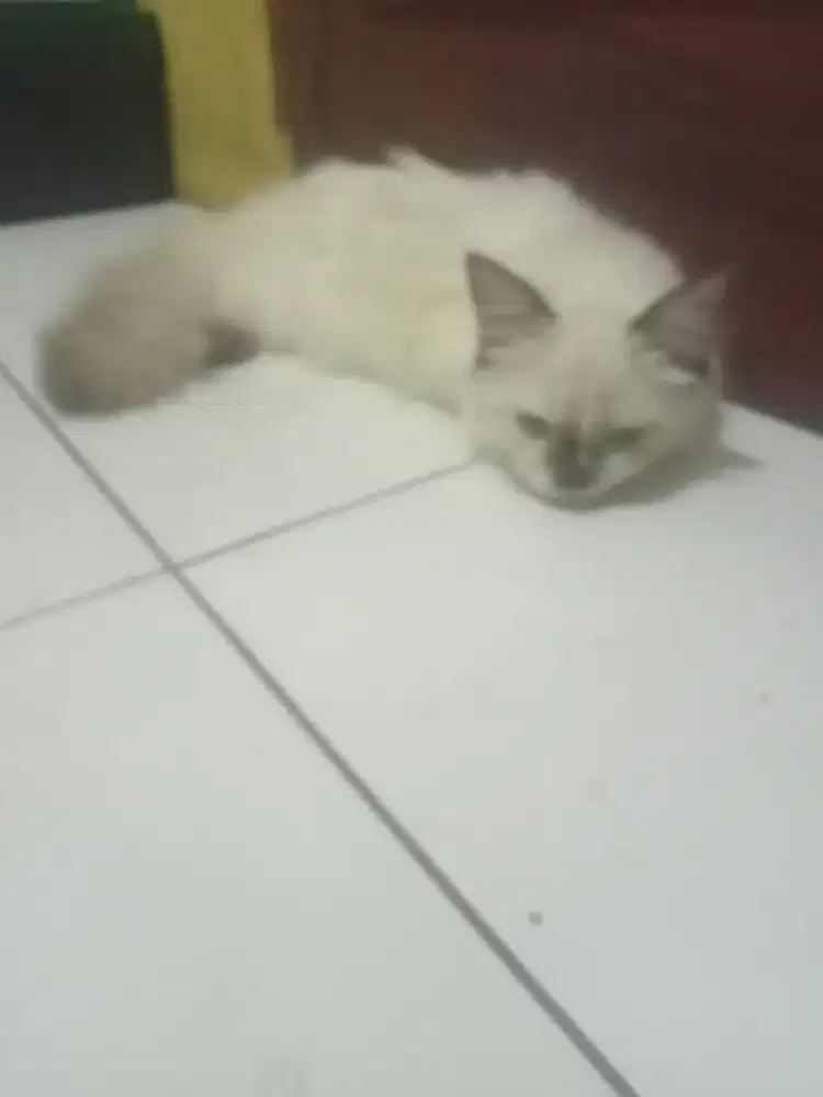 Kitten kucing Himalaya jantan