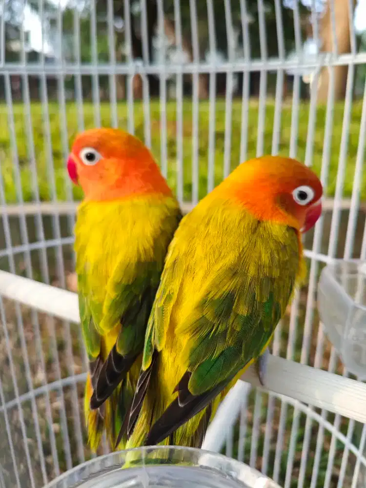 Lovebird Biola Euwing Gold sepasang dewasa jodoh dan gacor Lovebird