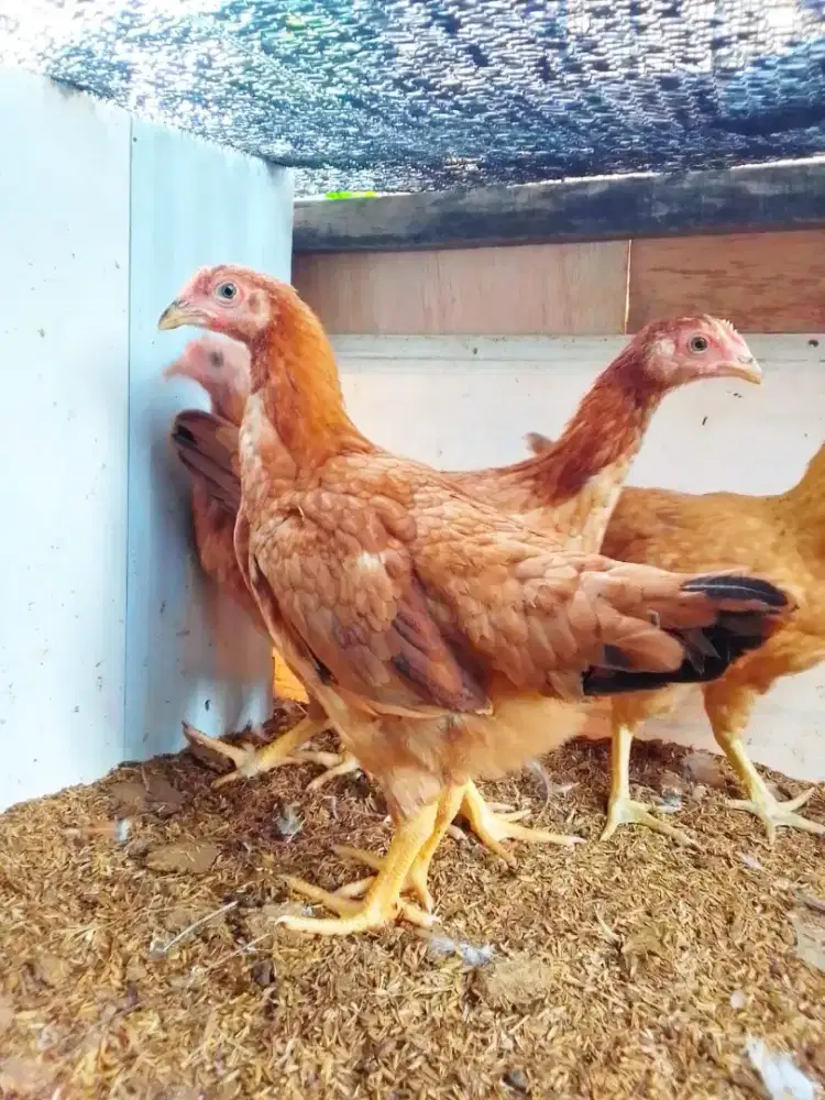 Ayam Kampung Unggul Jenis Mardi