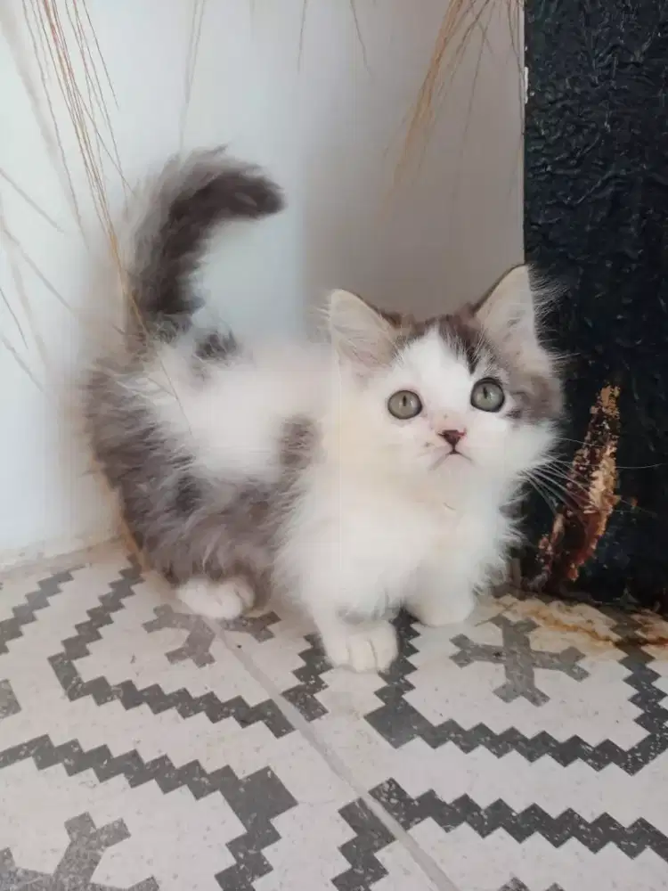 Kitten munckhin/cebol