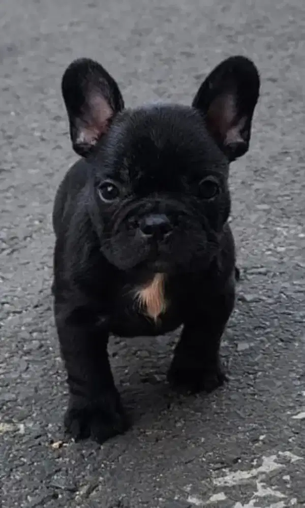 French Bulldog Puppies import