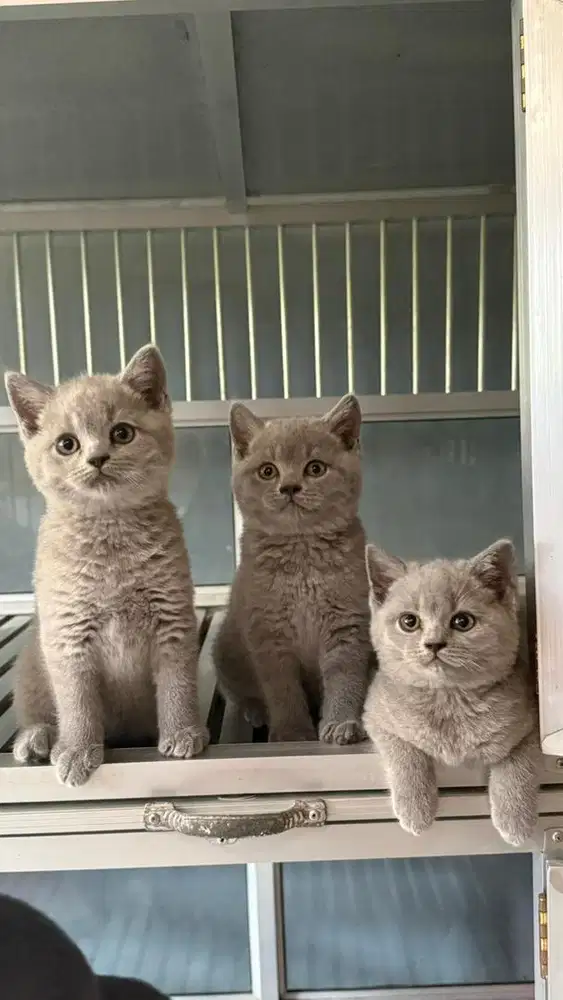 Kitten british shorthair