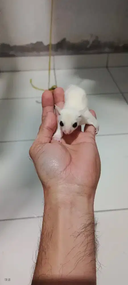 Sugar Glider Leucistic Joey
