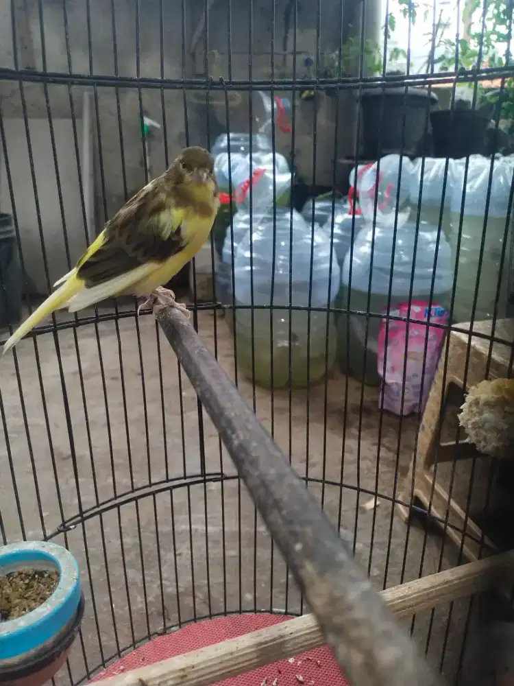 Burung kenari f2