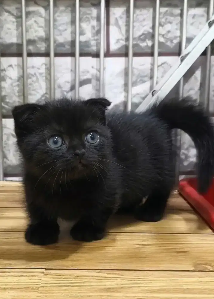 Munchkin Gaelic  betina