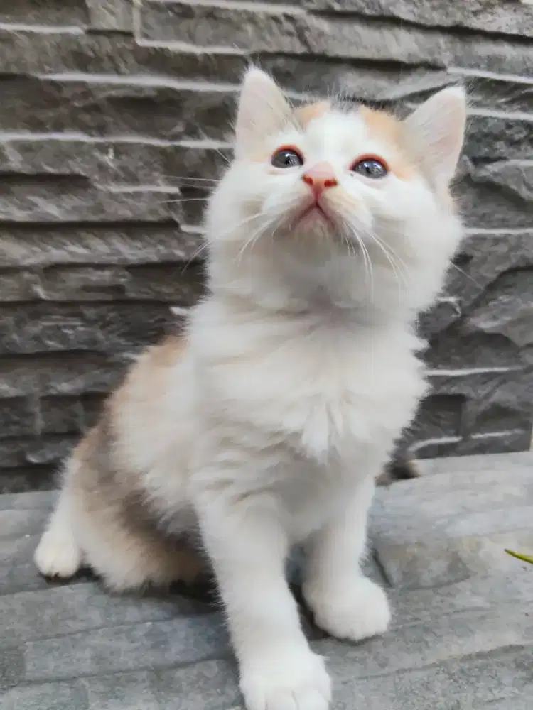 Kucing Persia peaknose flatnose kitten bulu gimbul lucu gemes