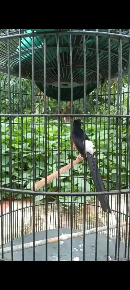Murai gacor sepasang