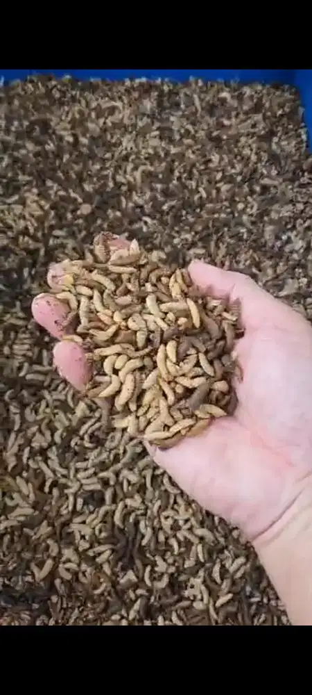 Maggot hidup untuk makan peliharaan