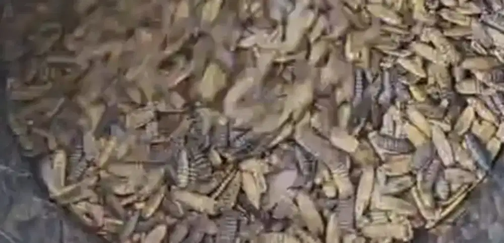 Maggot Sangrai Untuk Pakan