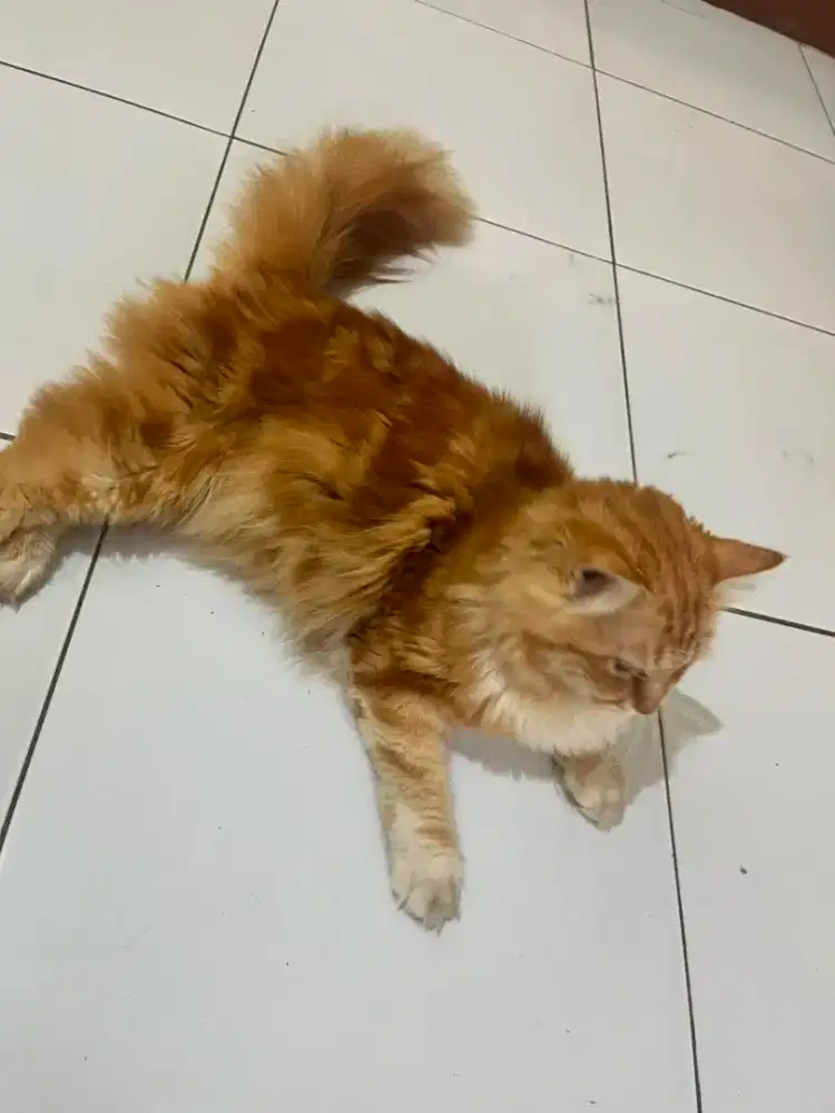 Open Adopsi Kucing Siberian