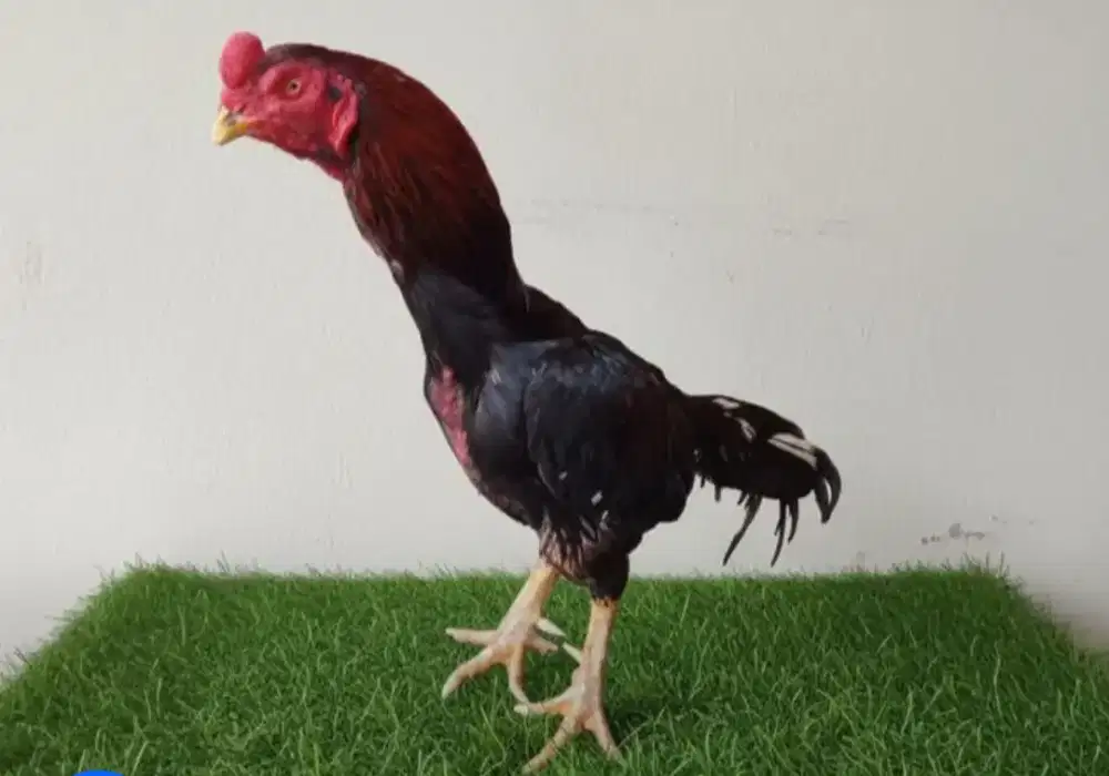 Ayam pakhoy pacek