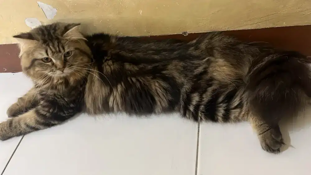 Open Adopsi Kucing Norwegian Forest