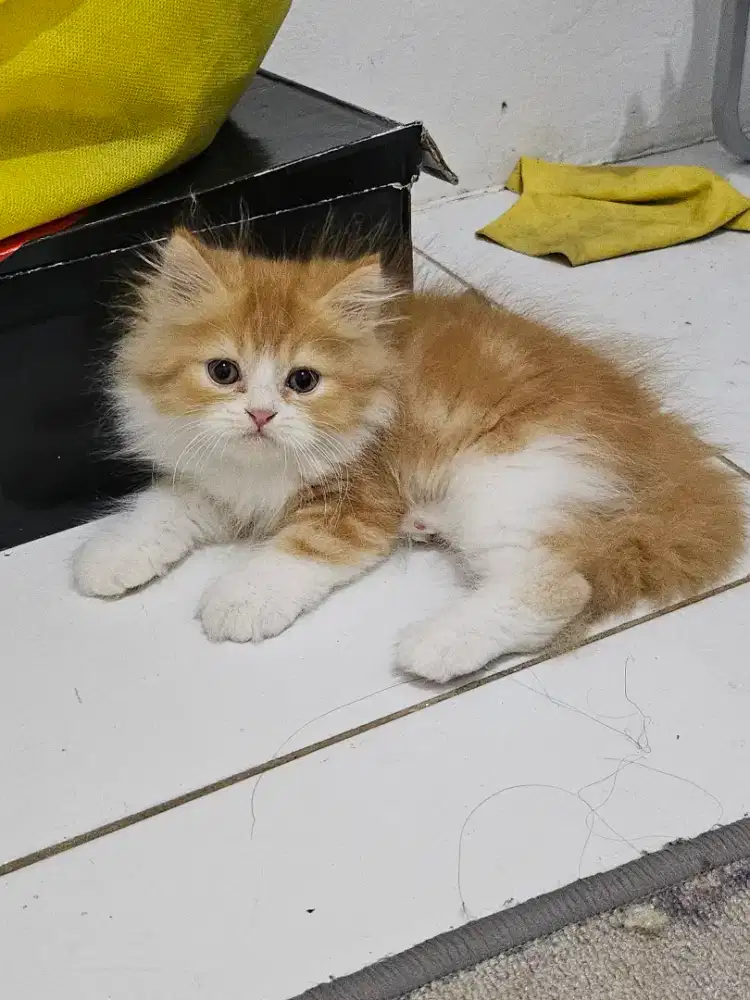 Kucing Persia Jantan