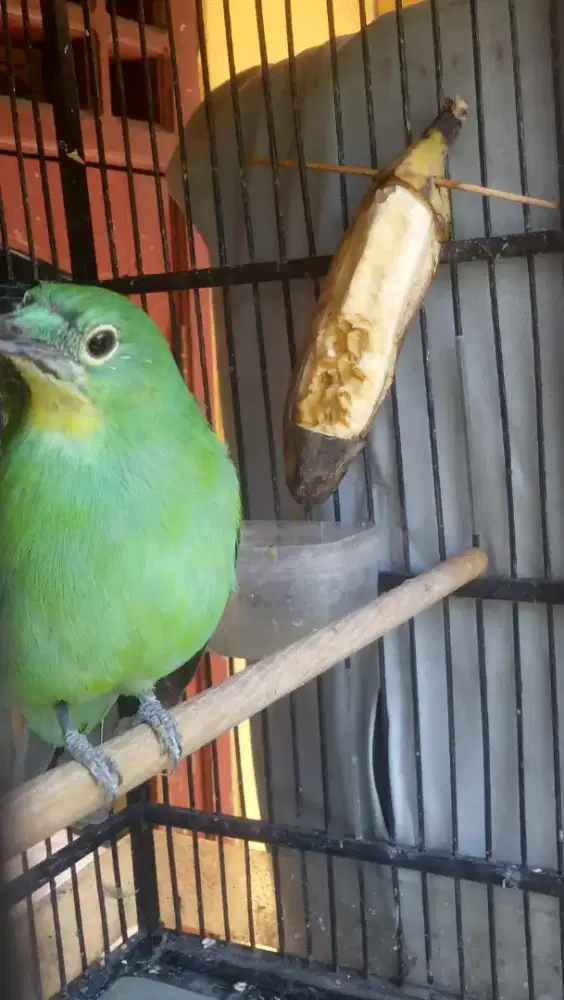 Burung betina body besar