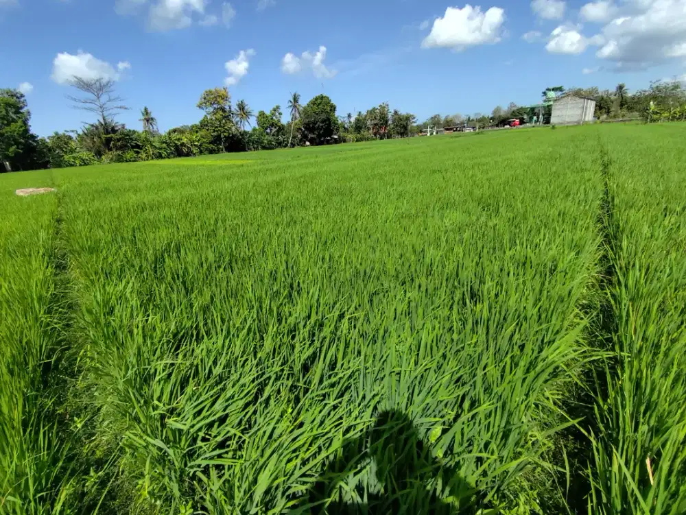 Dijual Sawah Produktif SHM milik Pribadi.