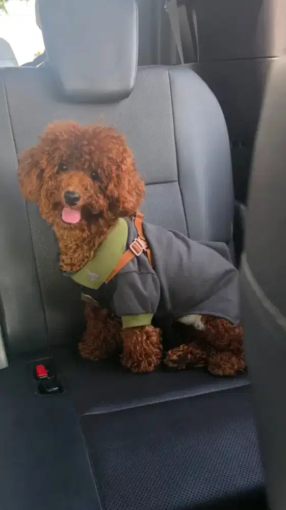 Free adopsi toy poodle jantan, full vaksin
