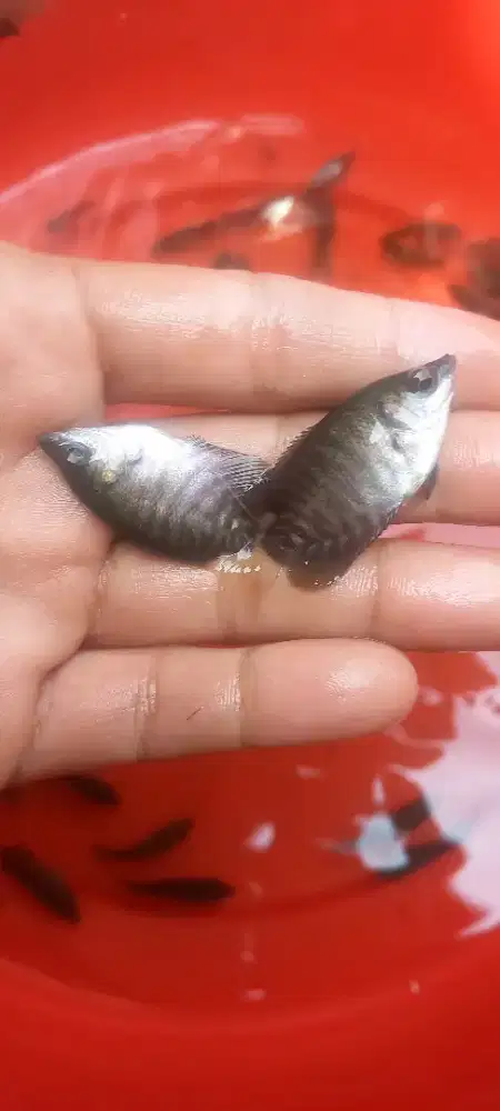 Ready Bibit Ikan Gurame Soang Ukuran Jari Manis