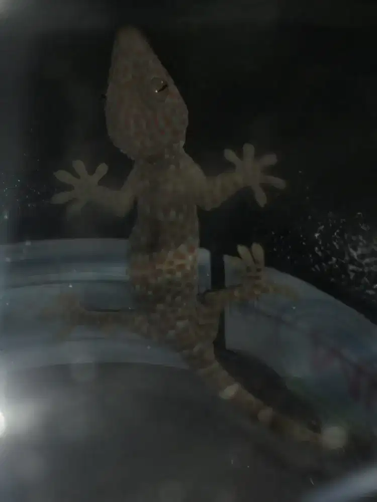 Anak tokek rumahan