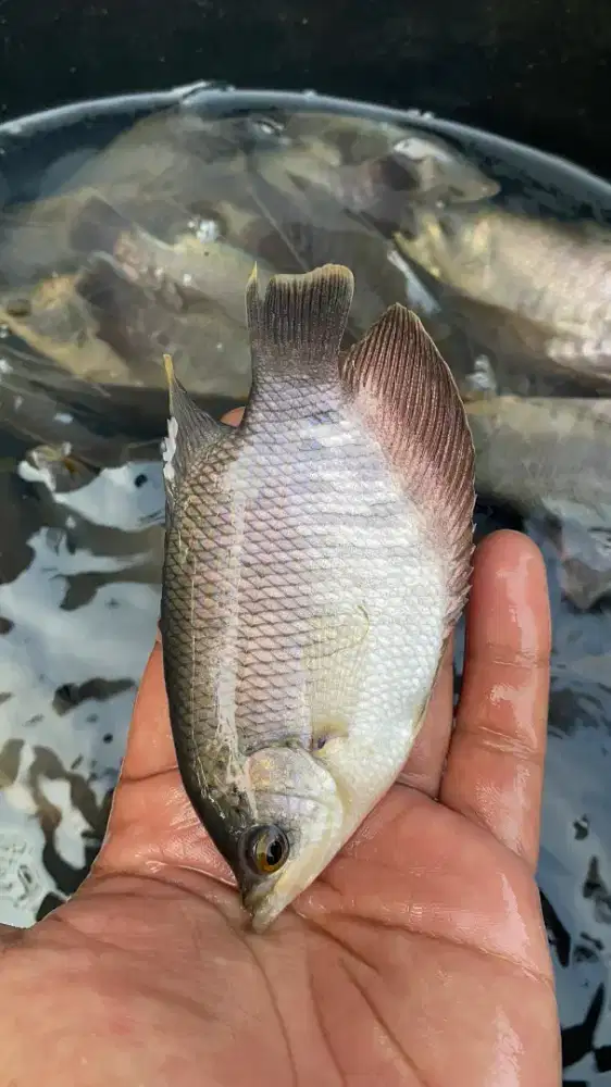 Bibit Gurame Soang 2 Jari Ready