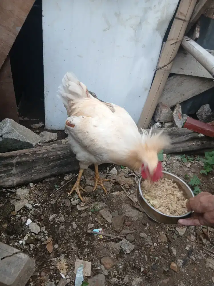 Ayam jago kampung