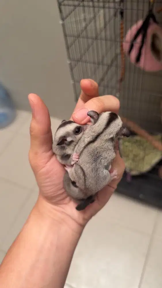 Classic grey sugar glider
