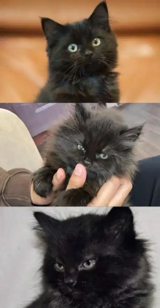 Kucing persia lucu imut