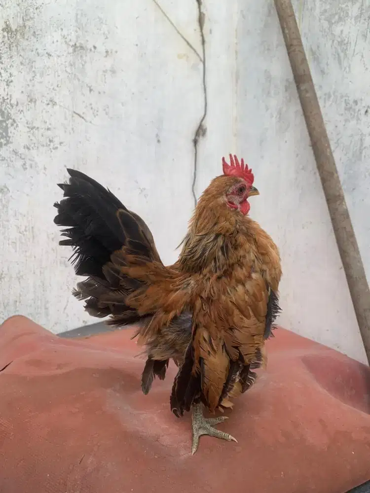 Ayam serama jantan jago