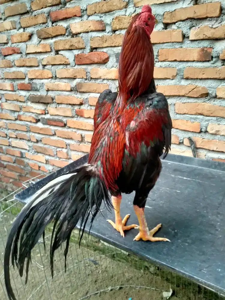 Bapakan Ayam Siam