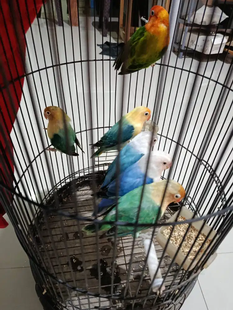JUAL BURUNG LOVEBIRD