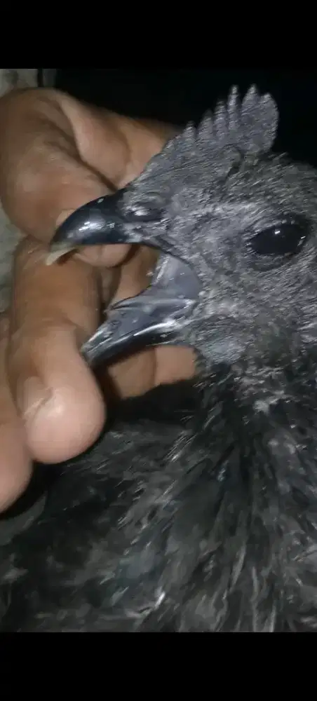 Ayam hitam cemani asli jantan dan betina -+1/2bulan