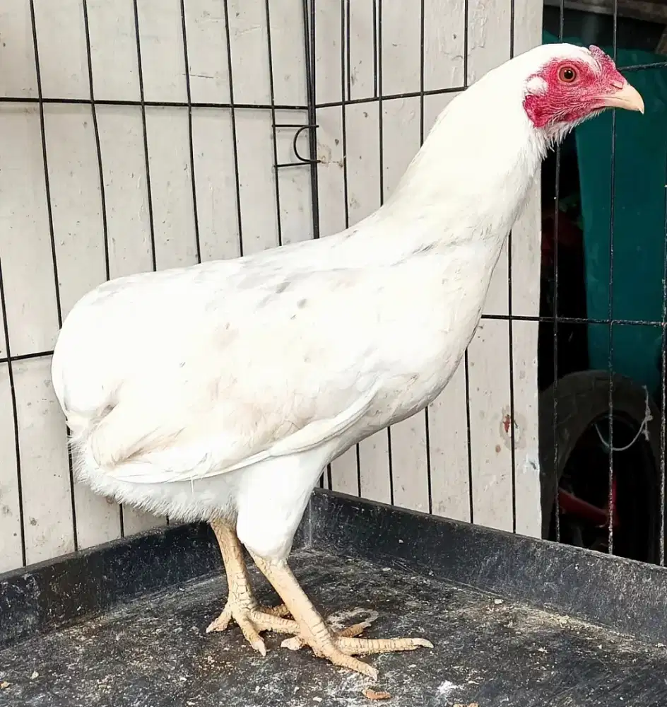 Ayam betina tukung putih