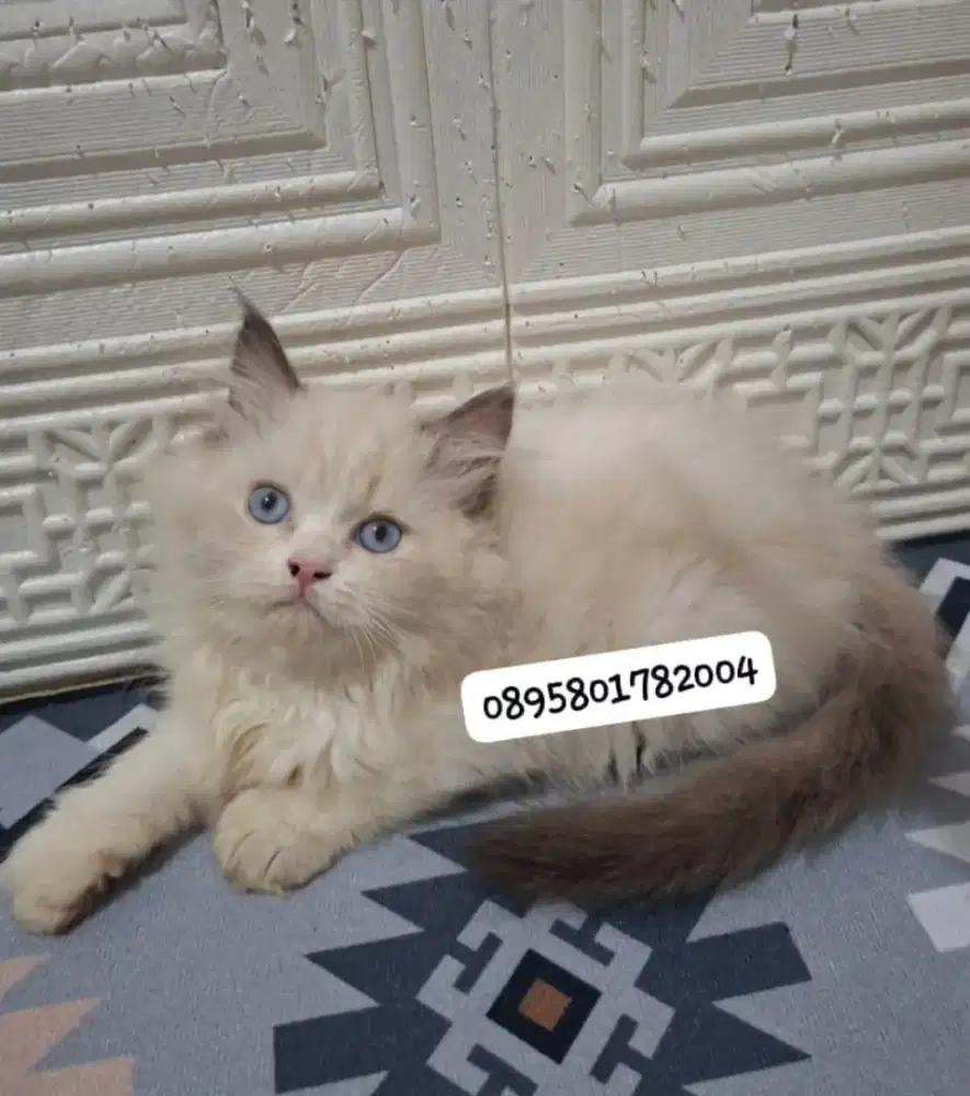 Anak kucing ragdol/kitten ragdol betina /kucing ragdol betina