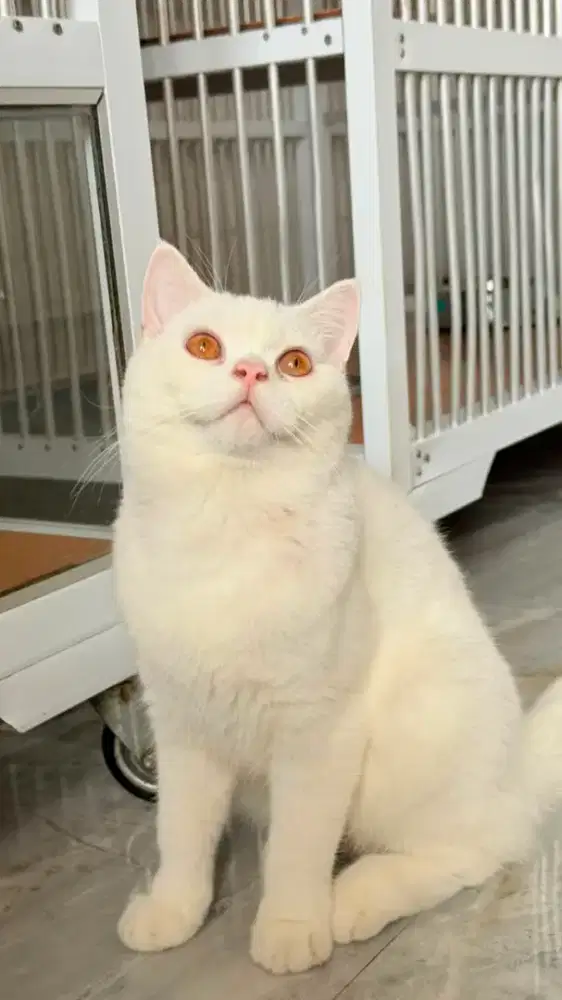 Kucing British Shorthair Jantan