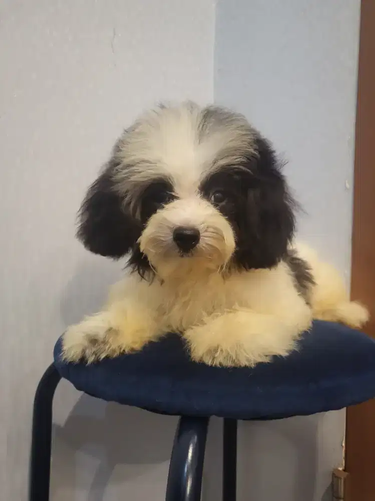 Super Tiny Poodle Parti panda ASLI
