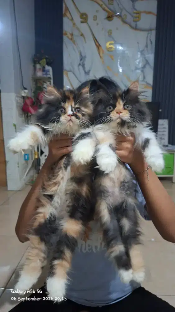 kucing persia betina/kitten.persia betina