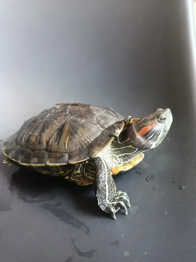 Kura Kura Brazil 20CM