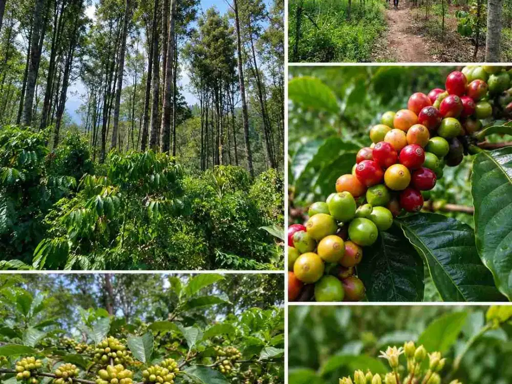 Dijual Cepat kebun kopi & Cengkeh di Ciamis