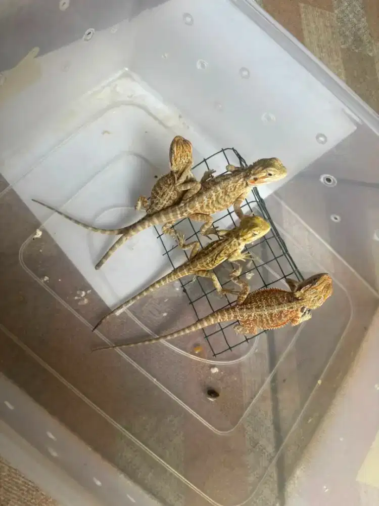 Bearded Dragon Hypo