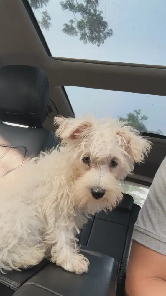 Anjing Mini Schnauzer langka