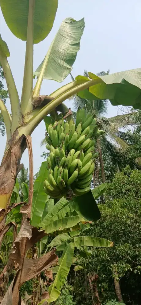 Pisang Kepok, Pisang Nangka, Pisang Ketan Dan Lain-Lain