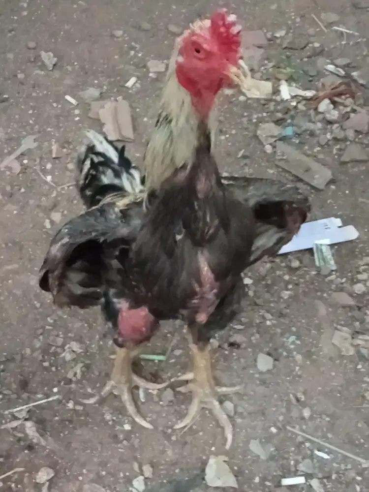 Ayam jago bangkok