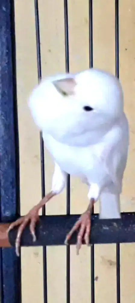 BURUNG KENARI AF PUTIH GACOR ISIAN MUKA NGEBARONG