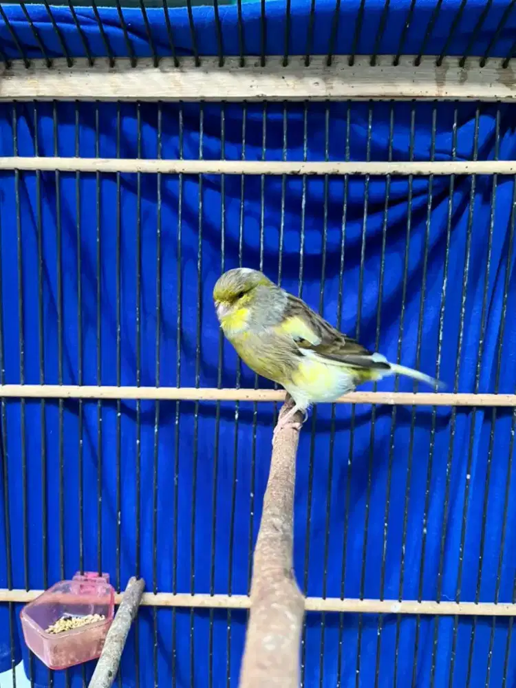 Burung kenari F2YS YSL