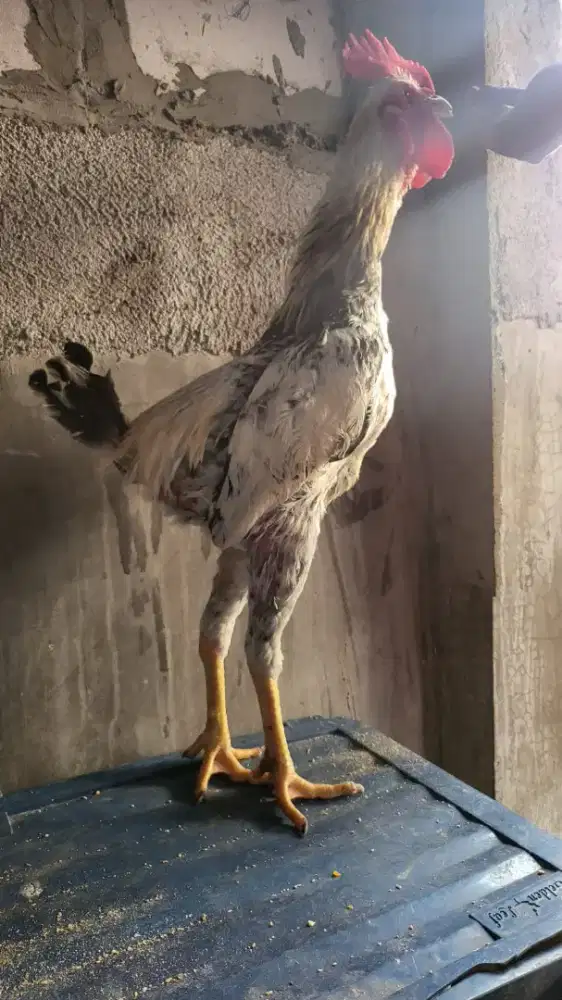 Ayam jago kampung